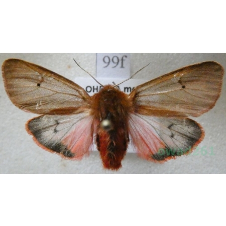 Phragmatobia fuliginosa (Linnaeus, 1758) Sadzanka rumienica Czech99f